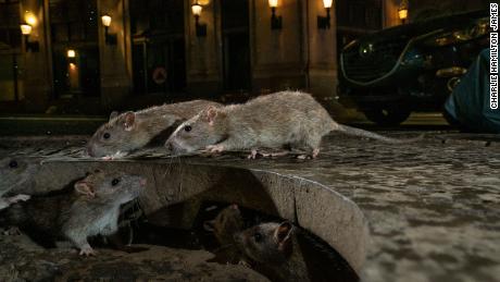 The CDC says rats are becoming more aggressive as restaurants close