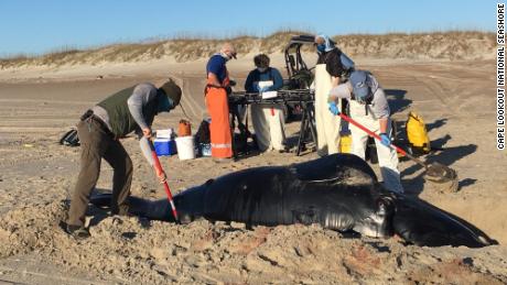 A rare species of whale has died off the coast of North Carolina