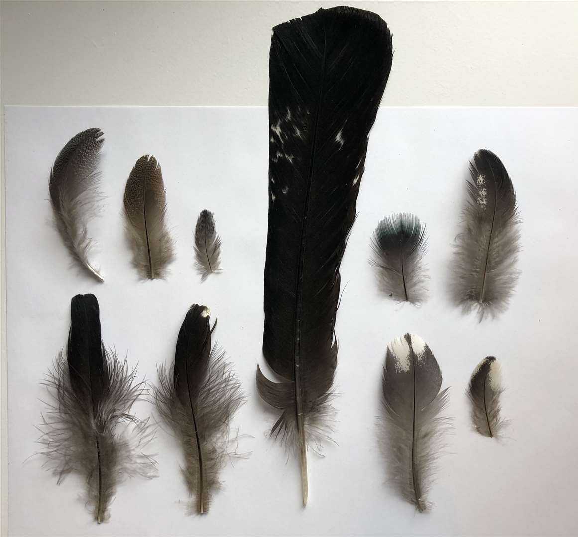 Black grouse feathers were collected by the local community.  Photo: The Capercaillie project in Cairngorms.