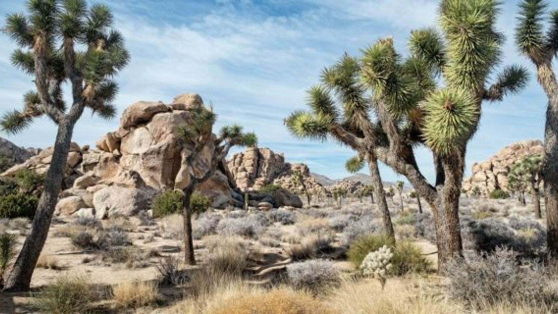 Picture of Joshua Tree National Park in California.  Michaellob Ultra sends one brand new beer to at least six national parks, including the Joshua Tree "Chief Research Officer." (IStack)