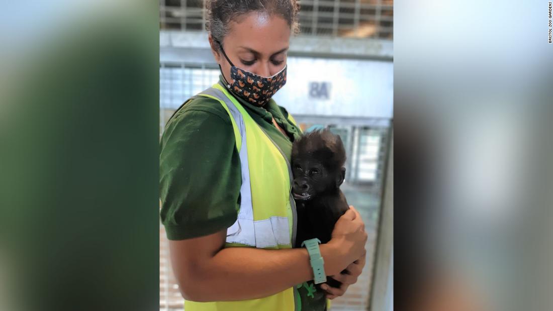 Baby Gorilla is raised by hand by the zoo in Bristol