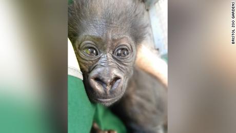 Baby Gorilla is now being bottled by the zoo because his mother, Kala, naturally struggled to feed him.