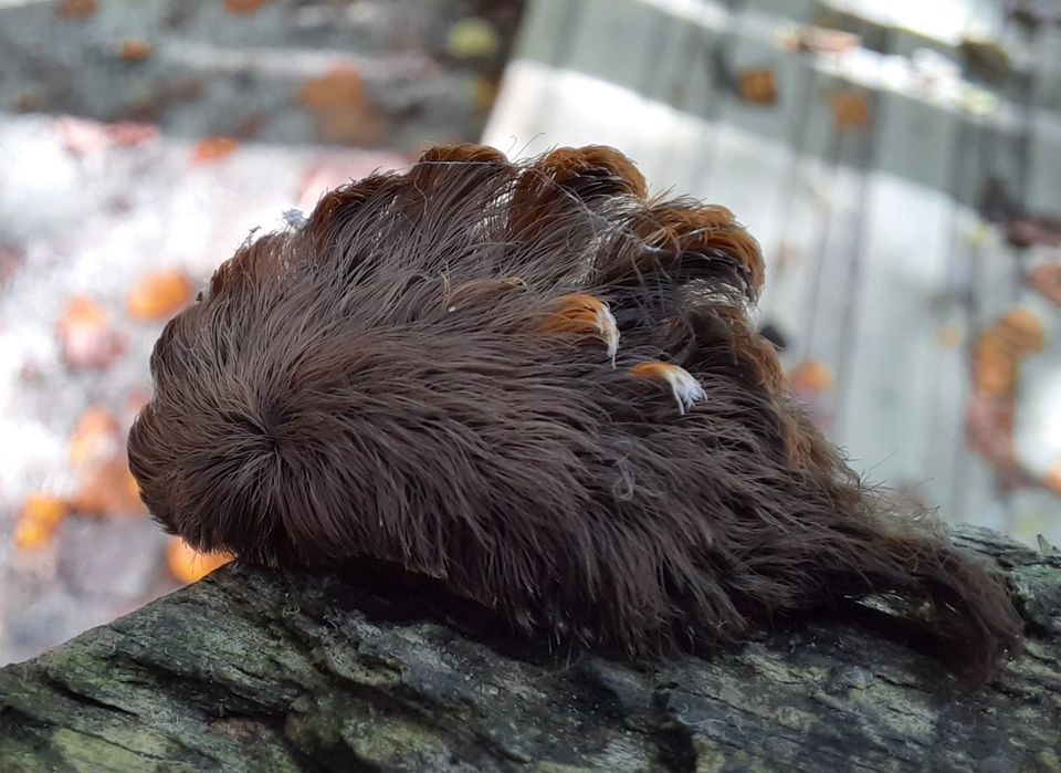 Puss caterpillars with sticks like the 'annoying hot knife' are returning across Virginia