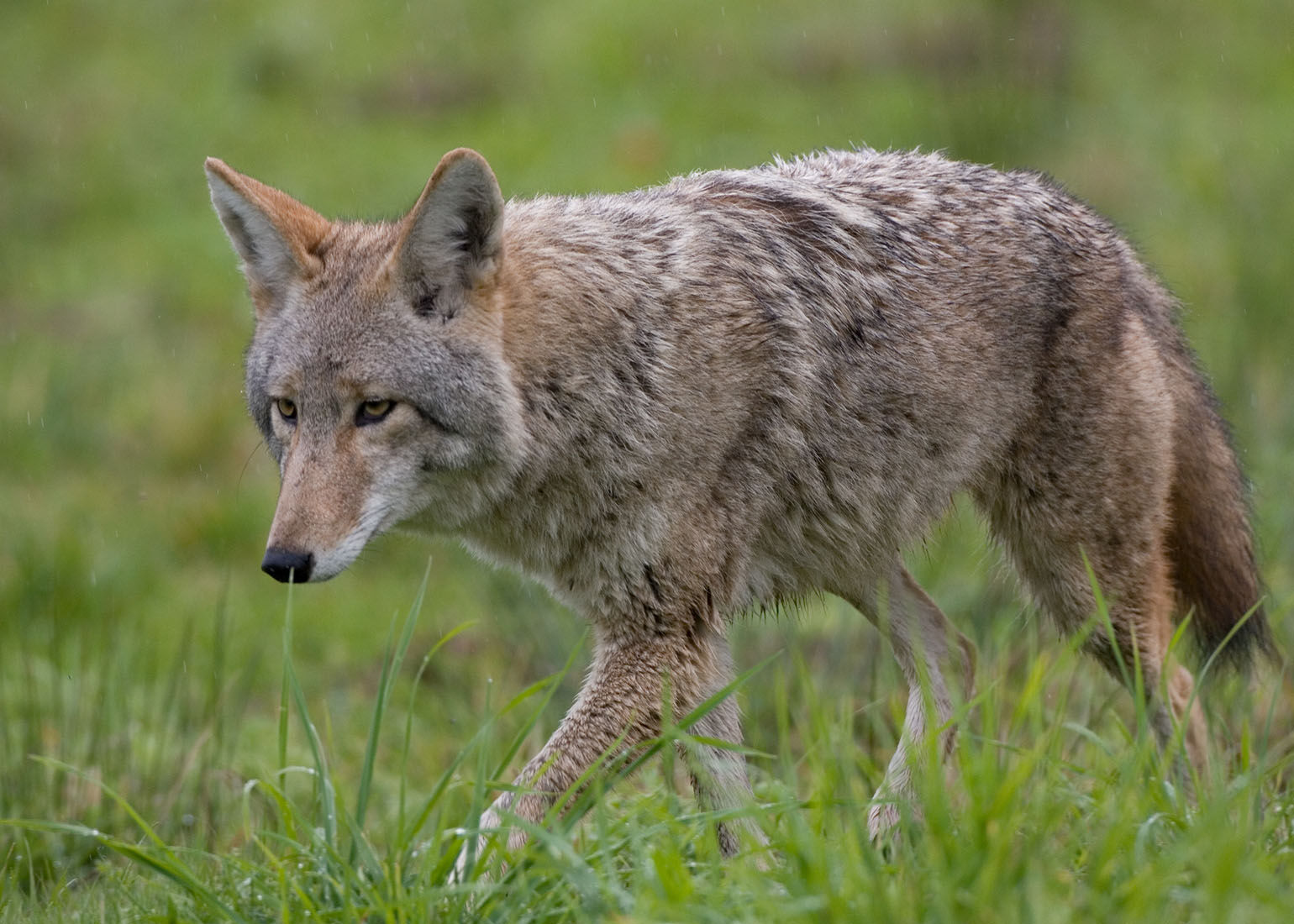 Rockville: Coyote attacked 2 girls, 1 boy went crazy