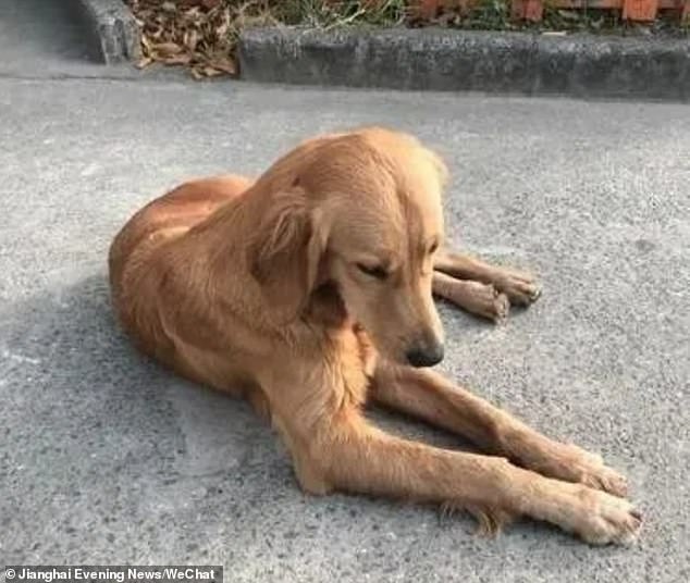 An elderly Golden Retriever (pictured), nicknamed 'Ping On' or 'Safe and Sound', was remarkably thin and injured by bleeding feet after walking more than 62 miles alone for 14 days
