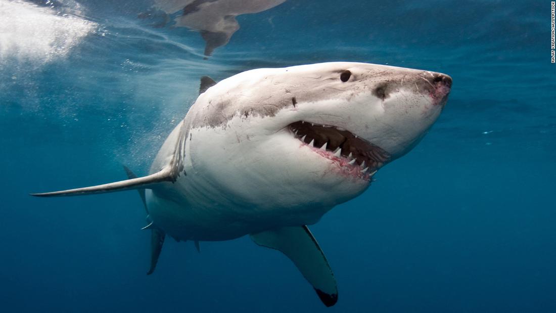 Shark Attack: Man killed on cable coast of Western Australia