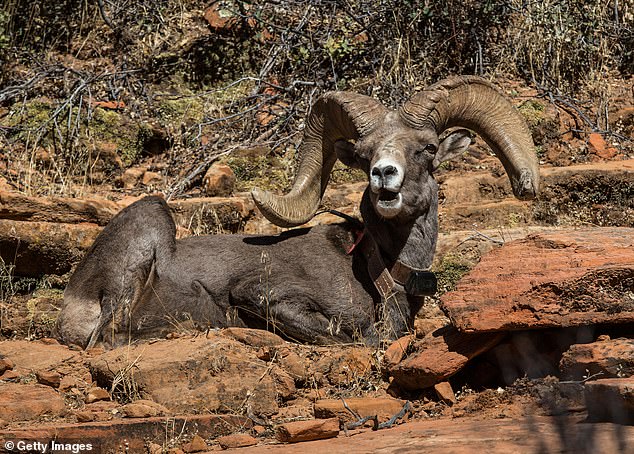The team was in a remote area to count the Pichhorn sheep that live in southern Utah