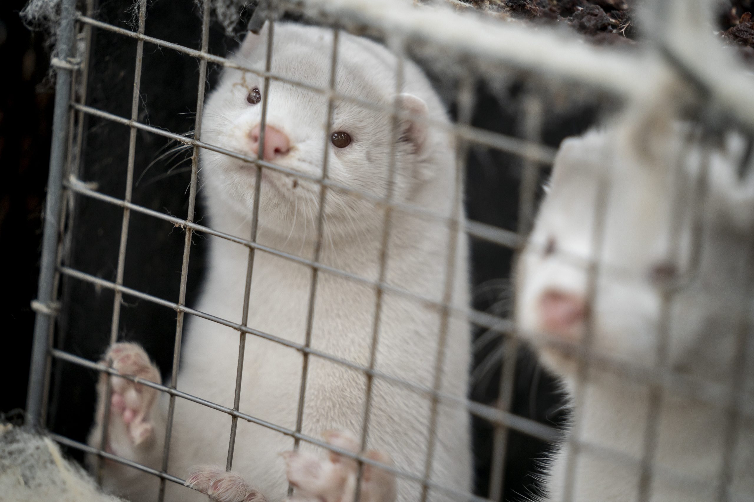 The 'Zombie Minks' in Denmark who were killed to prevent the spread of the corona virus seem to have risen from their graves