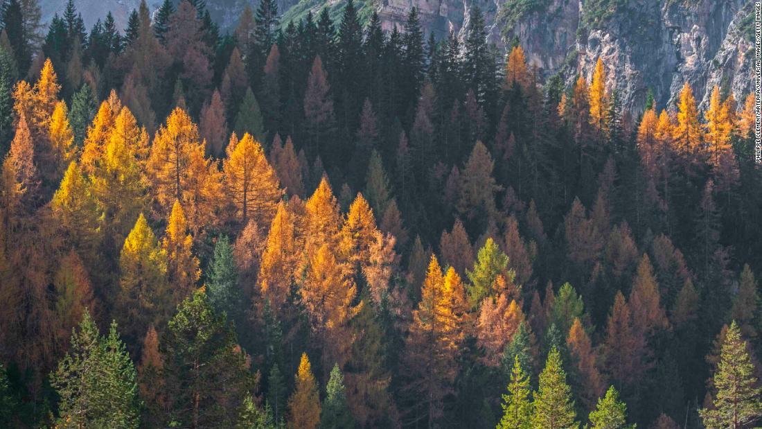 Trees are losing their former leaves due to climate change