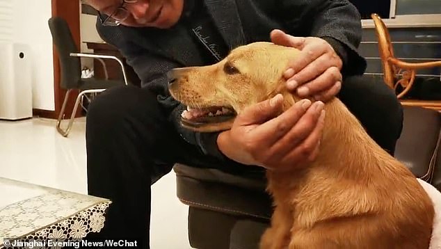 Loyal Dog: Golden Retriever walks 62 miles in two weeks