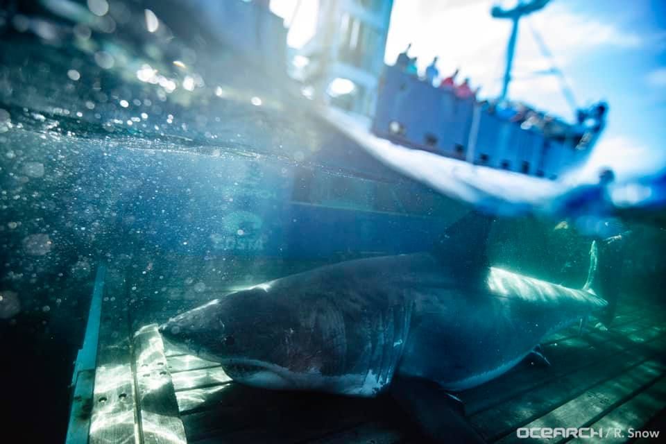 The largest white shark found in the south of Miami
