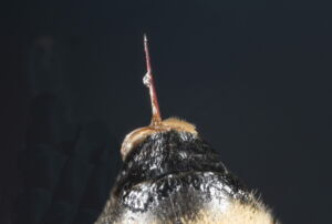 Close-up shot of a bee stinger