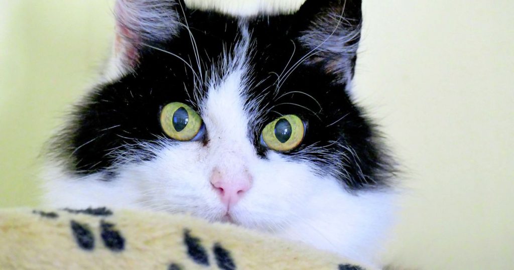 Cat survives 11 days on New York airport ceiling |  Abroad