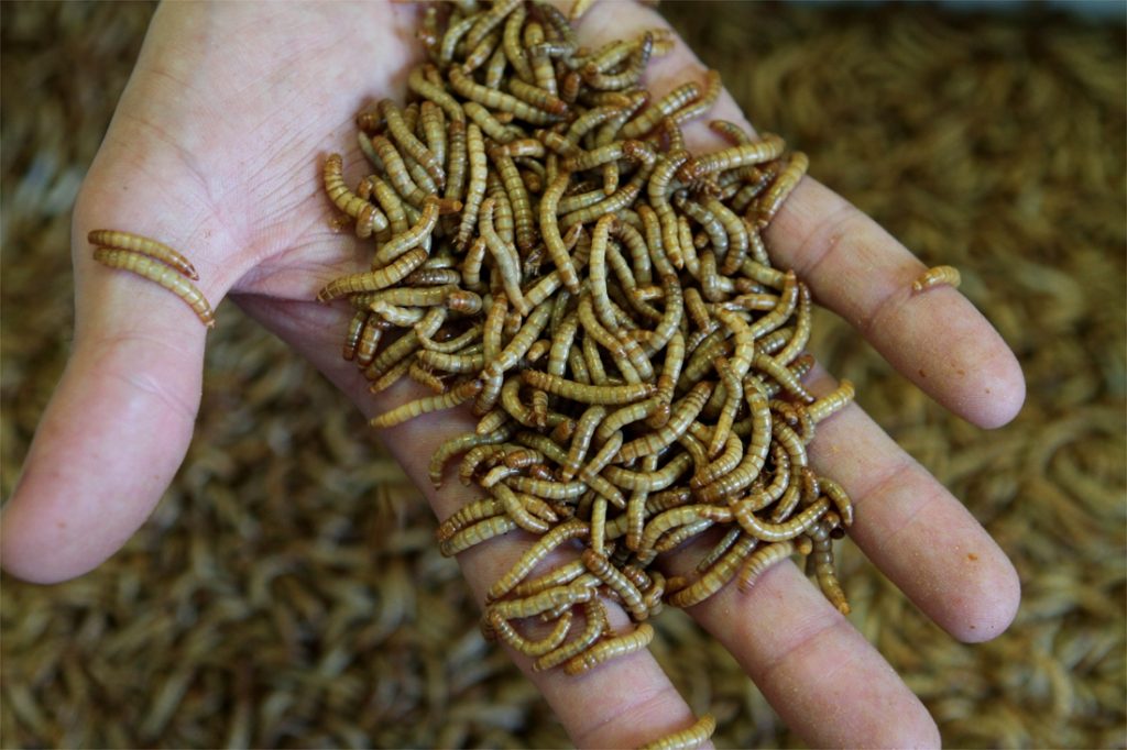 Europe approves mealworms as the first insect for human consumption ...