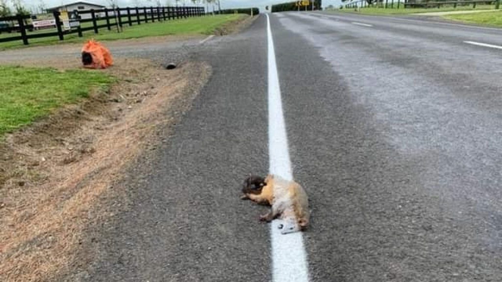 Road marking on a dead opossum in New Zealand: 'You had a task'