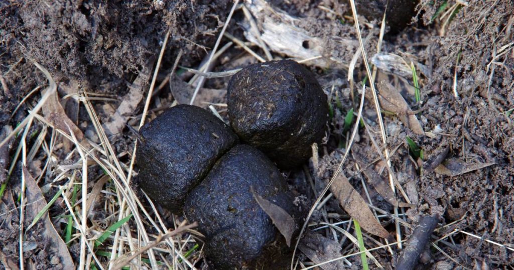 This is why wombats have cubic droppings |  Science