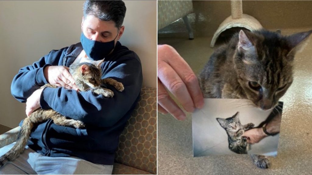 American finds runaway cat after 15 years