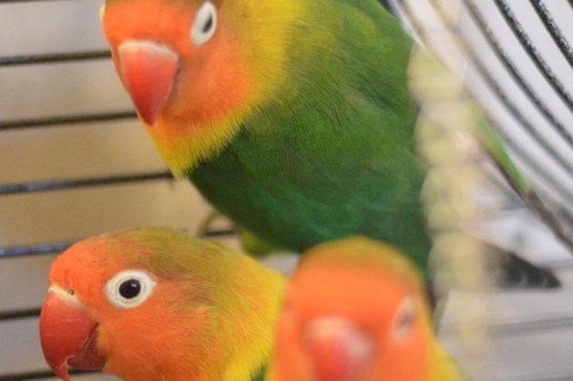 Animal of the week: Blinkie and his pals are looking for space to float and chirp