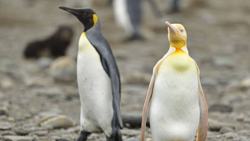 Yellow penguin can be captured for the first time: 'exceptional and super precious'