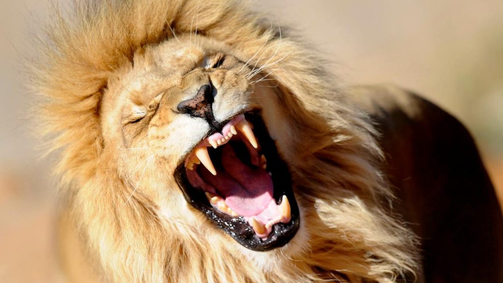 Six lions found dead in one of Uganda's most famous parks |  NOW