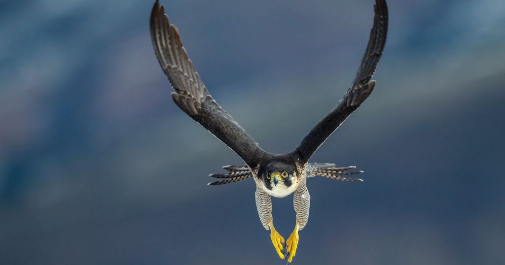 Bird Records: higher than an airplane and faster than an F1 car!  |  Nature