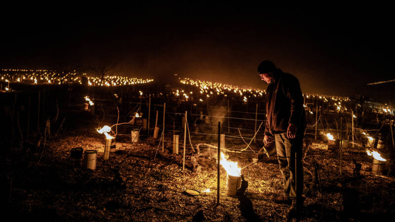 French winegrowers take stock after the frost: `` thousands of hectares lost ''