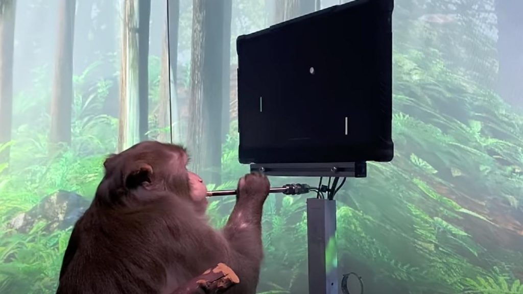 Monkey Learns To Play Pong With Only His Thoughts |  NOW