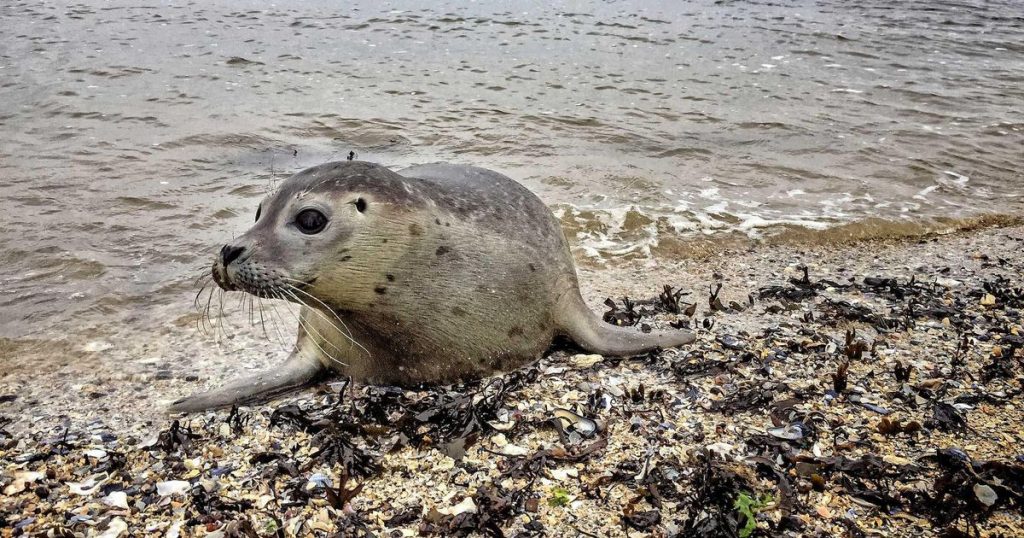 Seal bitten on the tail: the owner fined 480 euros |  Abroad