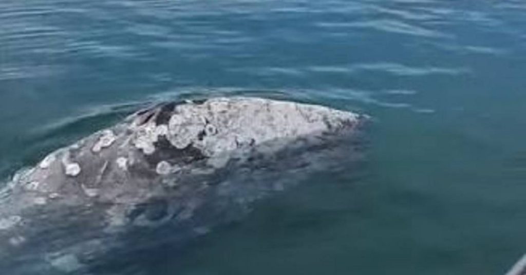 Pacific stray whale "captured" in the Mediterranean |  Abroad