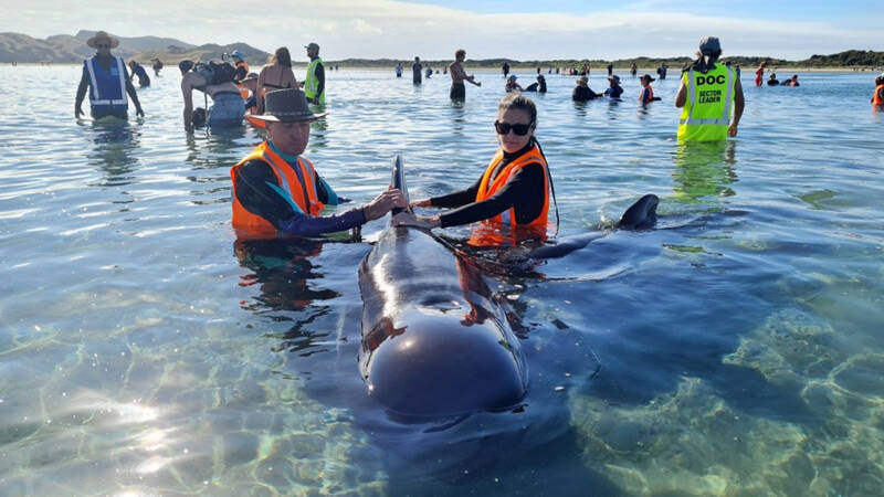 Rescue of dozens of pilot whales stranded in New Zealand