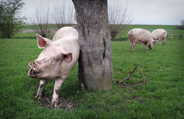 Pigs from the organic farm Schuttershof in Well are allowed outside.  Image Marcel van den Bergh / from Volkskrant
