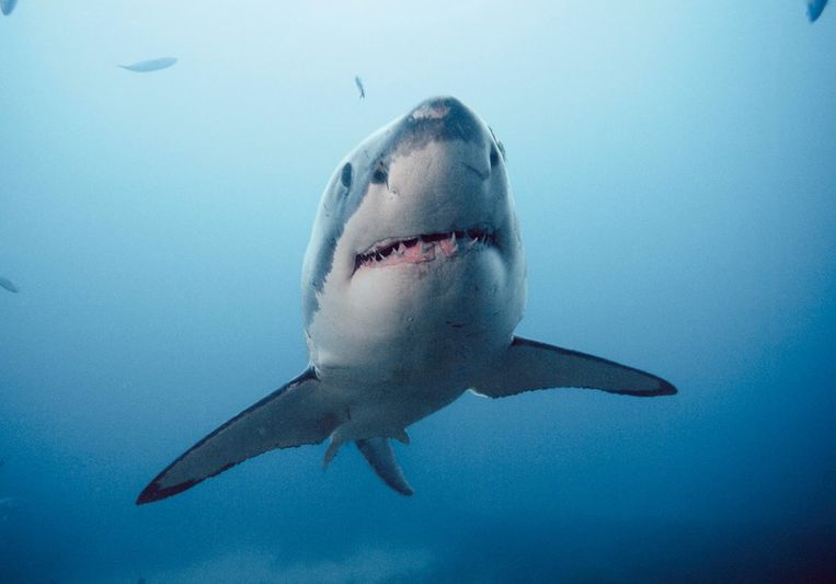 Sharks use Earth's magnetic field as a GPS