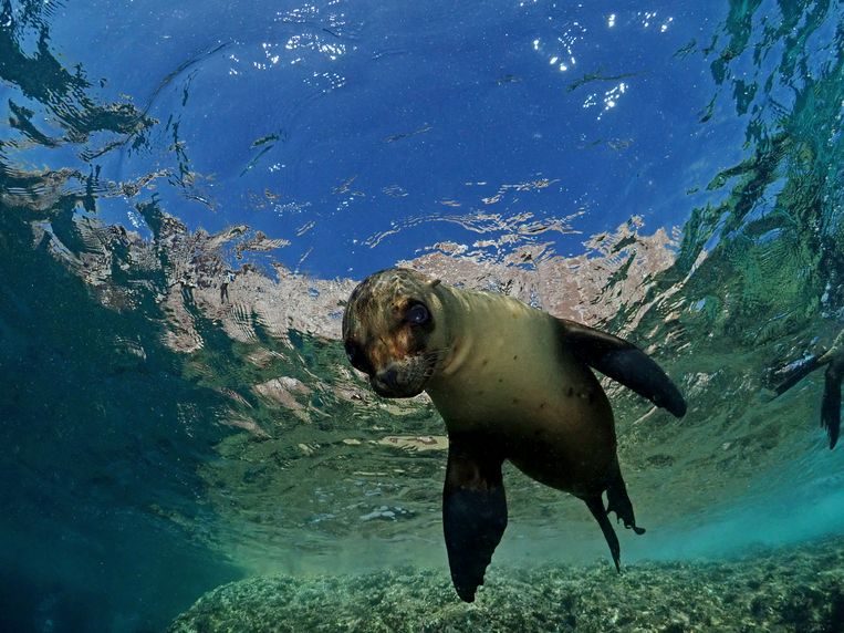 Why does a seal swim with its abdomen and a sea lion with its front fins?  There is finally an answer
