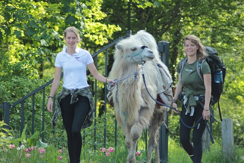 eh?  A camel at the animal ambulance in The Hague