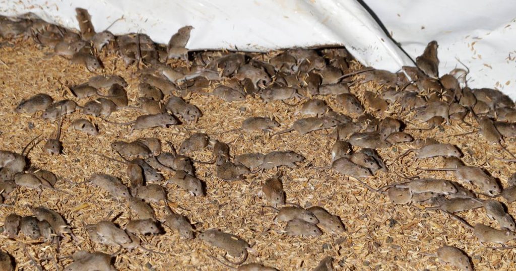 Australia not allowed to control mouse infestation with potent rat poison |  Abroad