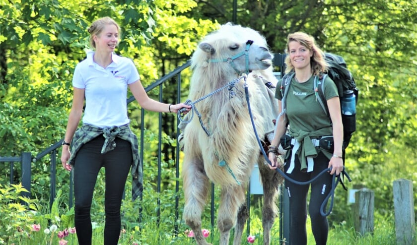 Camel rides in Stompwijk