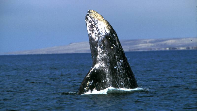 Gray whale swims record 27,000 kilometers