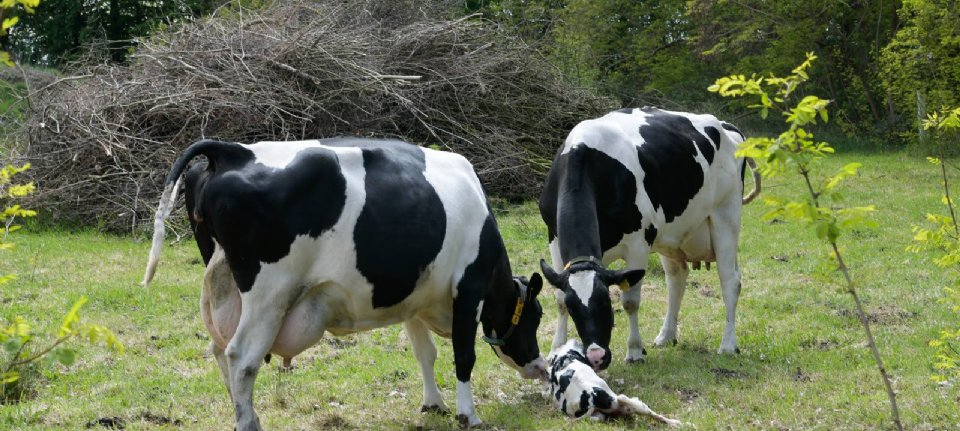 How do we raise the cow of the future?