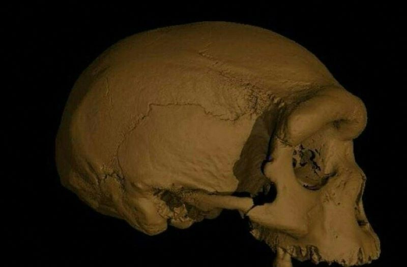 Huge human skull discovery forces scientists to rethink evolution