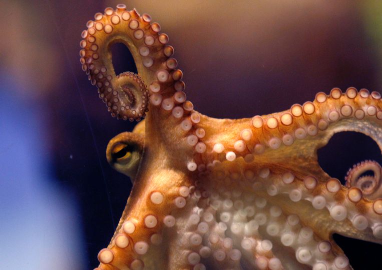 The search for intelligent materials: the ideal lies in the arms of the octopus