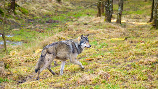 'Wolf Groote Heide jumps over fences with an electric wire' |  1Limburg