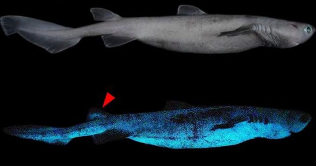 Large luminescent sharks discovered off New Zealand |  Nature