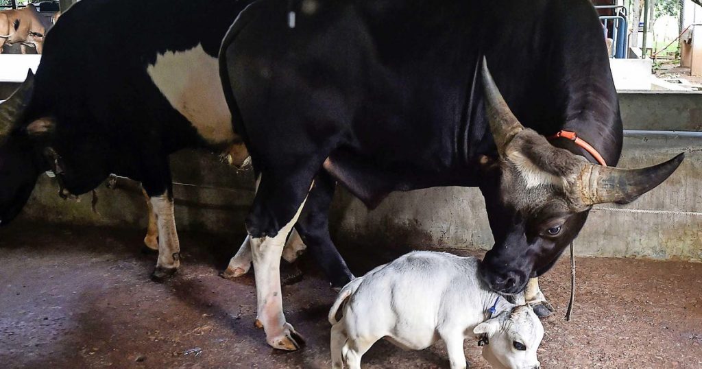 'World's Smallest Cow' Gets Much Attention on Bangladesh Farm |  Abroad