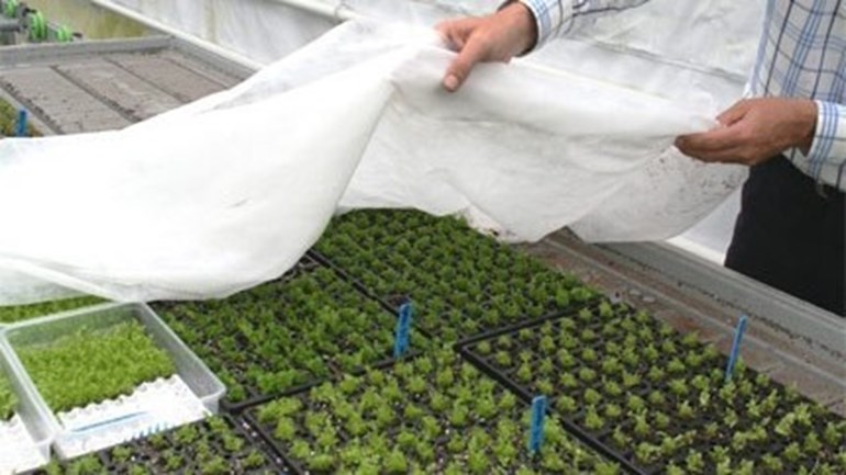 Burgh-Haamstede high-tech cuttings grower builds new laboratory