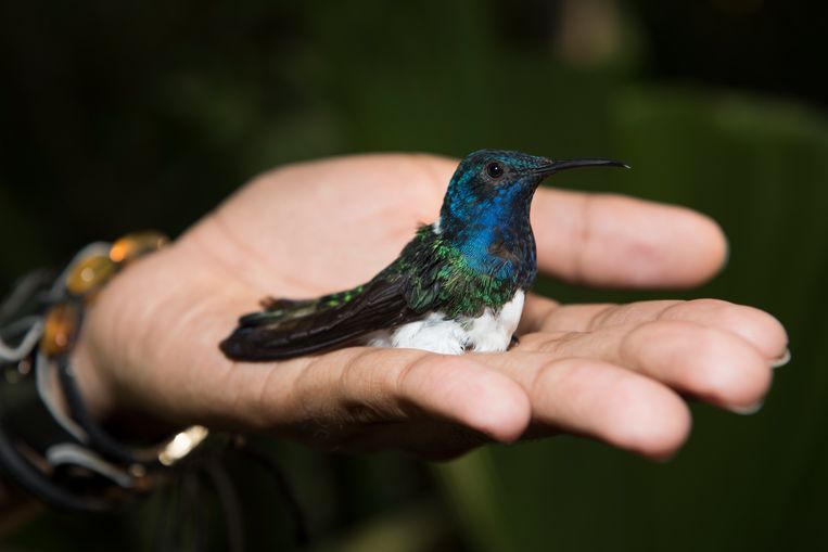 In terms of colors, it looks like a male hummingbird, but it's a female.  American researchers have discovered that some females disguise themselves as males in order to be less harassed by males.  Irene Mendez Cruz statue