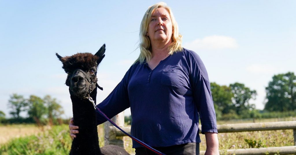 The end is now really threatening for the alpaca TB Geronimo |  Abroad