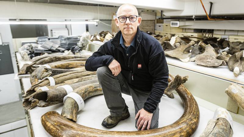 Woolly mammoth roamed Alaska, "the tusks diary of his life"