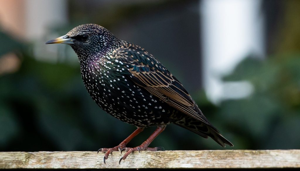 Mozart's Starling |  Story