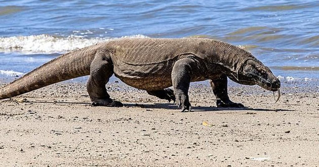 Komodo dragon on the red list of endangered species |  Abroad