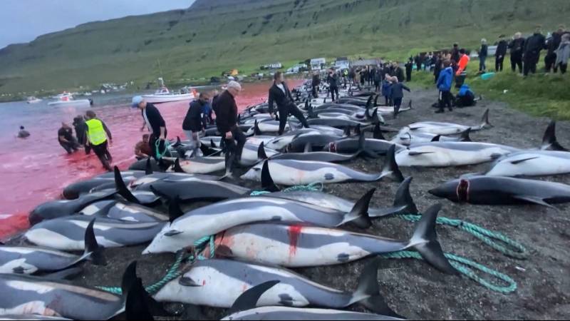"Never before have so many dolphins and pilot whales been killed in the Faroe Islands massacre"